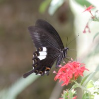 Papilio helenus Linnaeus, 1758